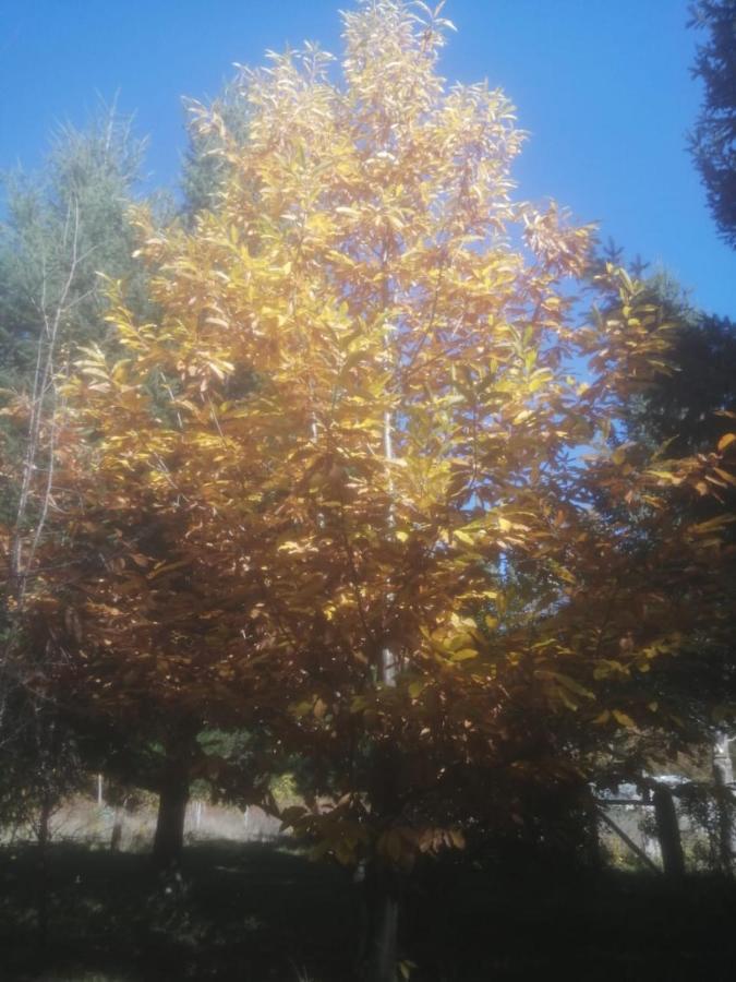 Cabana May Pao, Para 3 En Melipeuco Cerca Del Parque Nacional Conguillio Exterior foto